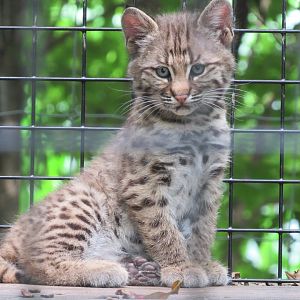 Bobcat kitten