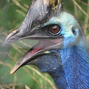 Southern Cassowary