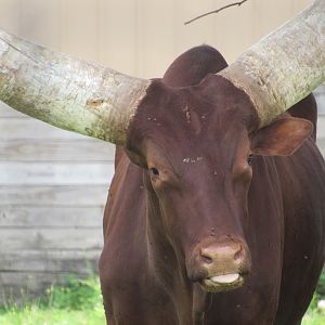 Watusi Cattle