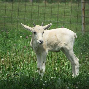 Addax calf