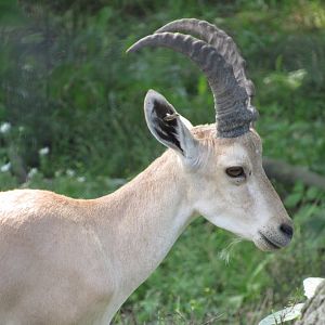 Nubian Ibex