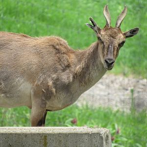 Markhor
