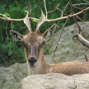 Markhor