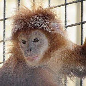Javan Langur