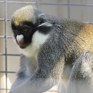 Lesser Spot-nosed Guenon