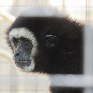 White-handed Gibbon