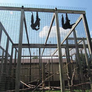 Red-faced Spider Monkey Exhibit