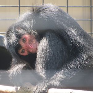 Red-faced Spider Monkey