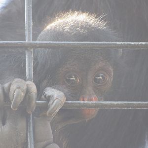 Baby Red-faced Spider Monkey