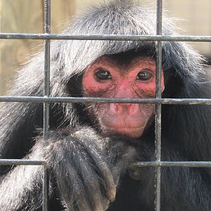 Red-faced Spider Monkey