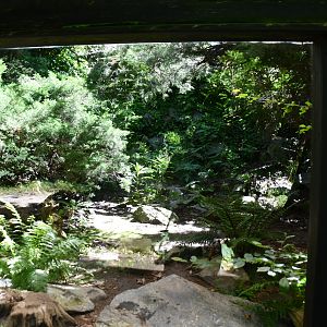 first of two Clouded Leopard exhibits