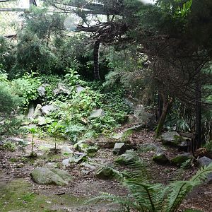 first of two Clouded Leopard exhibits
