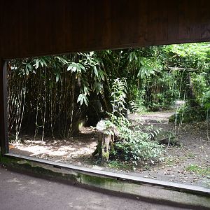 second of two Clouded Leopard exhibits