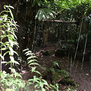 second of two Clouded Leopard exhibits