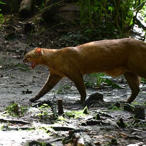Jaguarundi