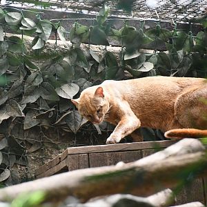 Jaguarundi