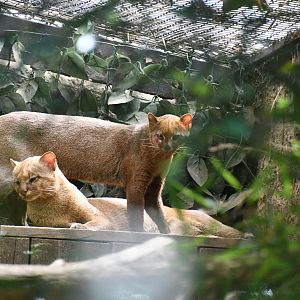Jaguarundis