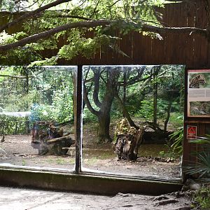 Ocelot exhibit