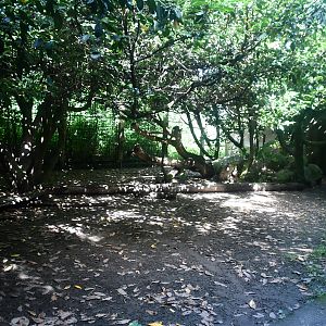 first of two Amur Leopard exhibits