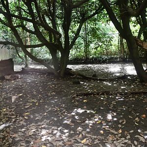 first of two Amur Leopard exhibits