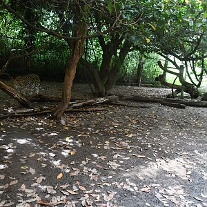 first of two Amur Leopard exhibits
