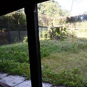 second of the two Amur Leopard exhibits