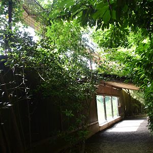 second of the two Amur Leopard exhibits