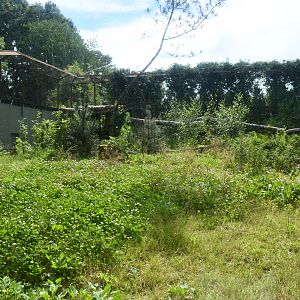 second of the two Amur Leopard exhibits