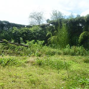 second of the two Amur Leopard exhibits