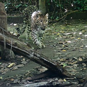 Amur Leopard