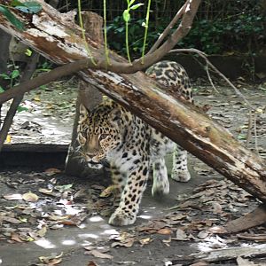 Amur Leopard