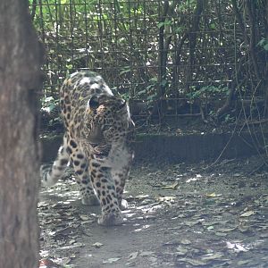 Amur Leopard