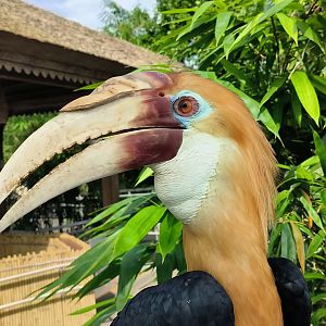 Blyth's/Papuan Hornbill