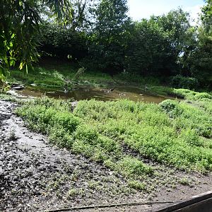 Capybara exhibit