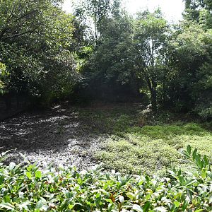 Indian Muntjac exhibit