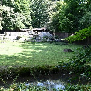 West Caucasian Tur exhibit