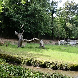 West Caucasian Tur exhibit