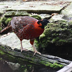 Satyr Tragopan