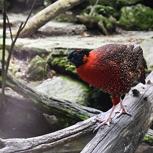 Satyr Tragopan