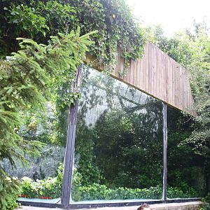 Buff-cheeked Gibbon exhibit