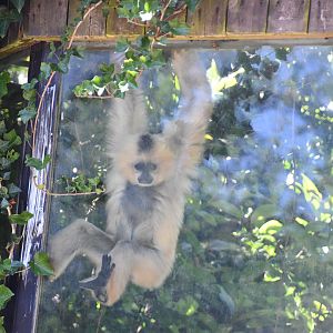 Buff-cheeked Gibbon