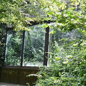 smaller of the two Snow Leopard exhibits