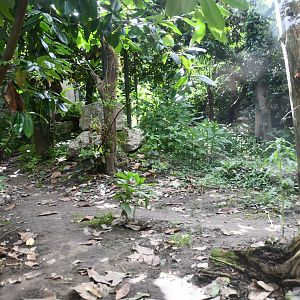 smaller of the two Snow Leopard exhibits