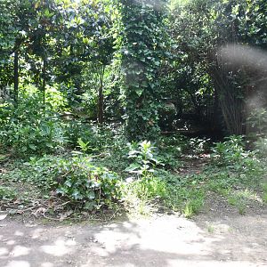 smaller of the two Snow Leopard exhibits