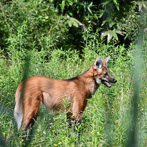 Maned Wolf
