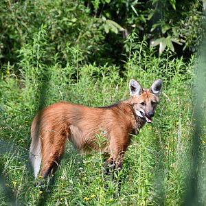 Maned Wolf