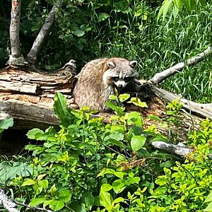 Raccoon