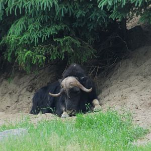 Musk ox