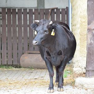 Dahomey dwarf cattle