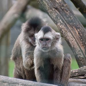 Guianan weeper capuchin